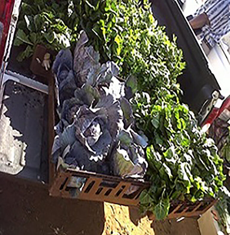 UJ students elevate fresh produce market in Soweto