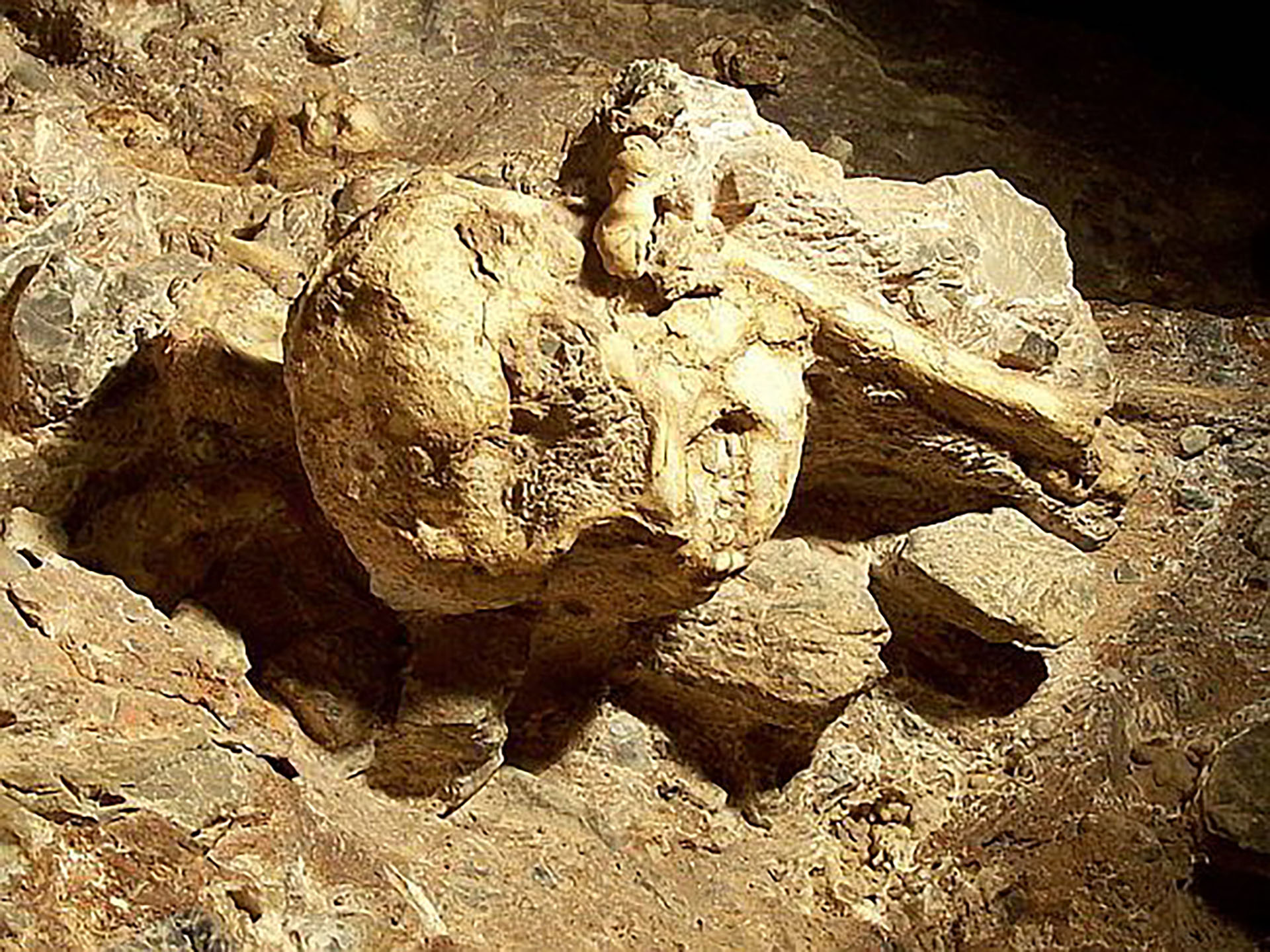 “Little Foot” Hominid much younger, says new UJ and JCU research