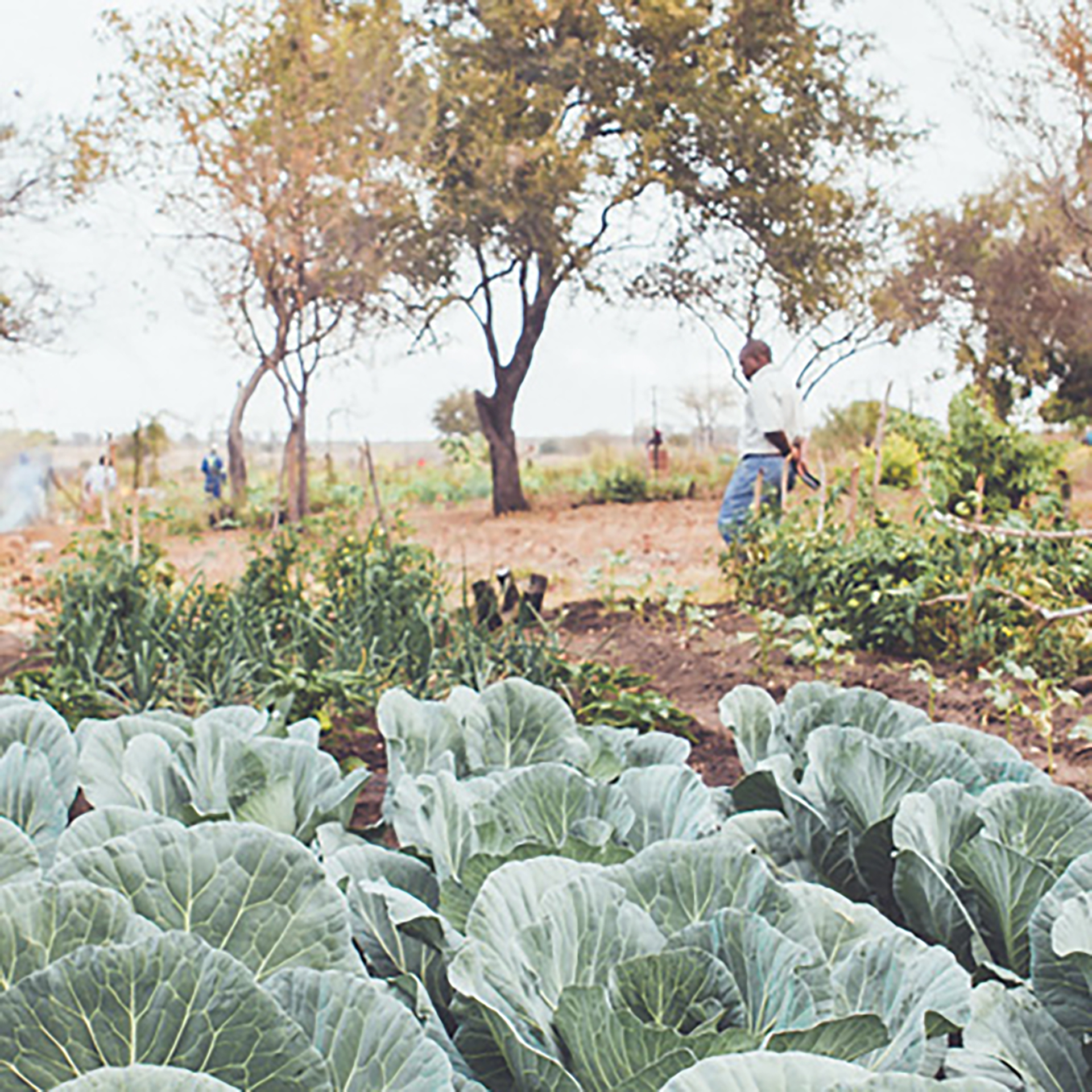 RURAL ENTREPRENEURSHIP DEVELOPMENT PROGRAMME – MPUMALANGA
