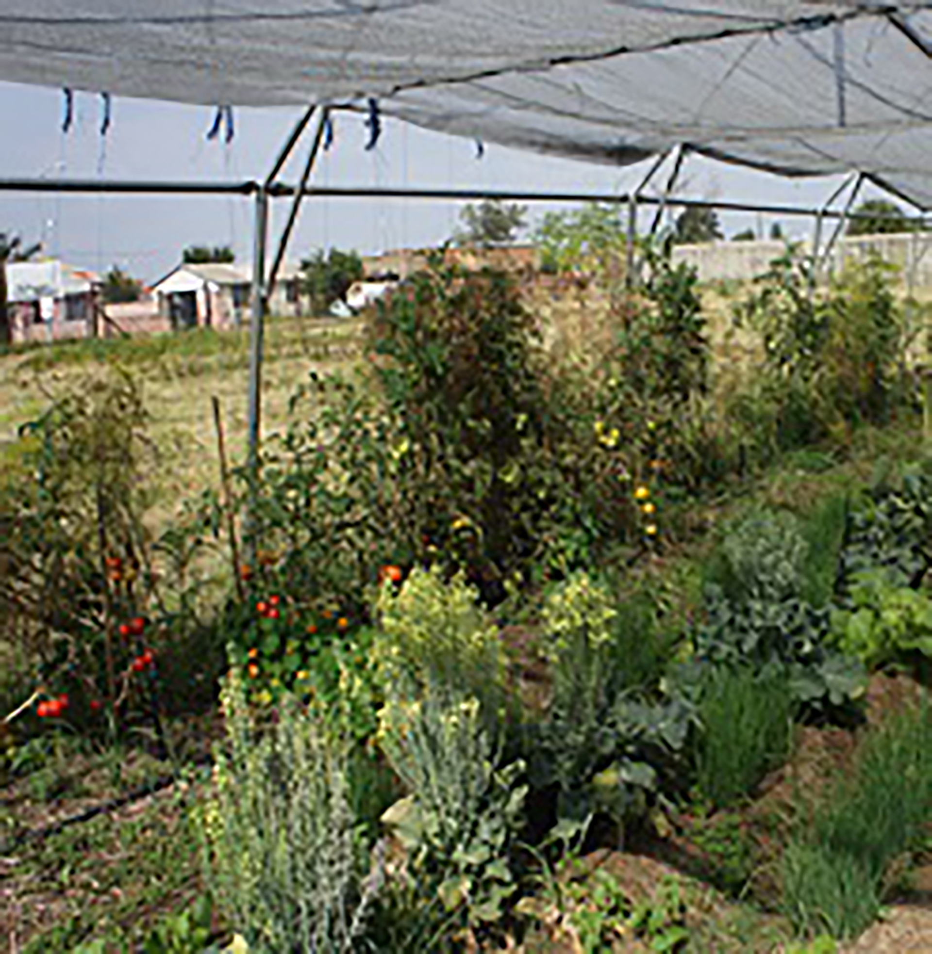 UJ multi-stakeholder project encourages a sustainable food system in Soweto