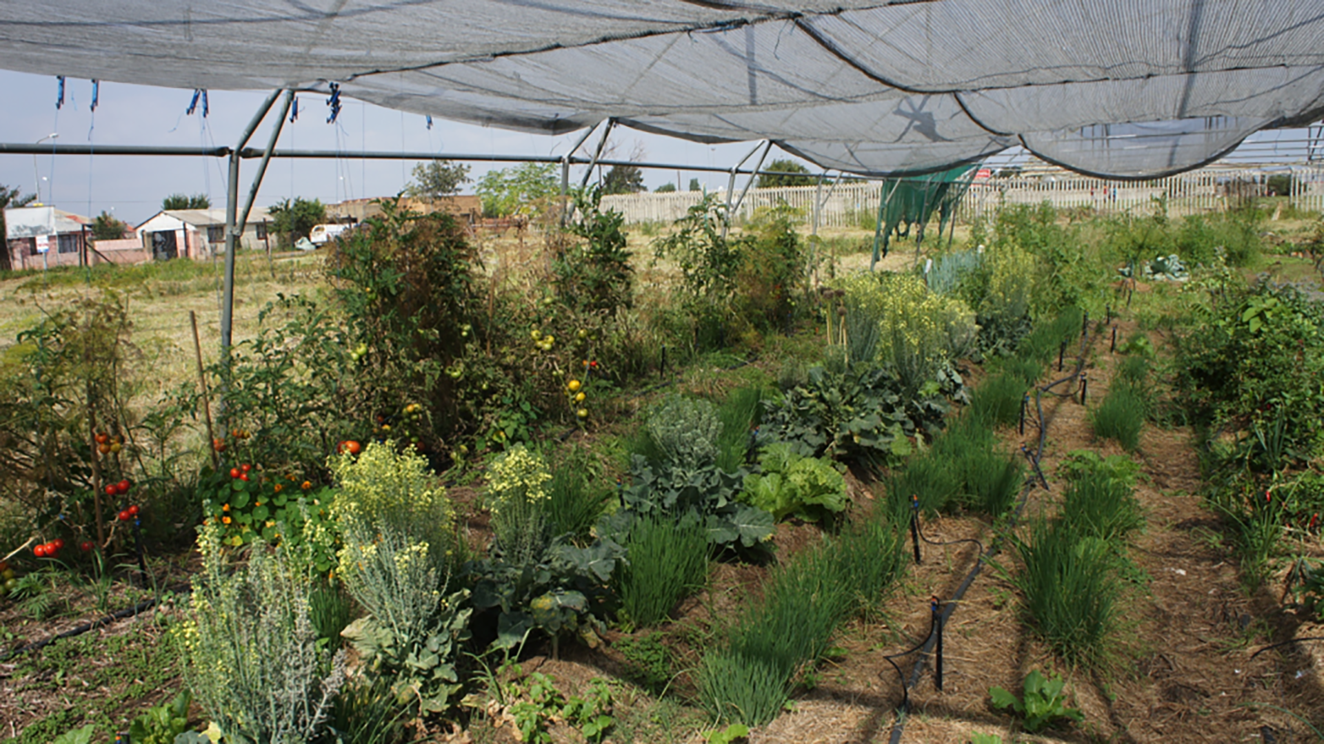 UJ Engineering students to boost urban farming in Soweto