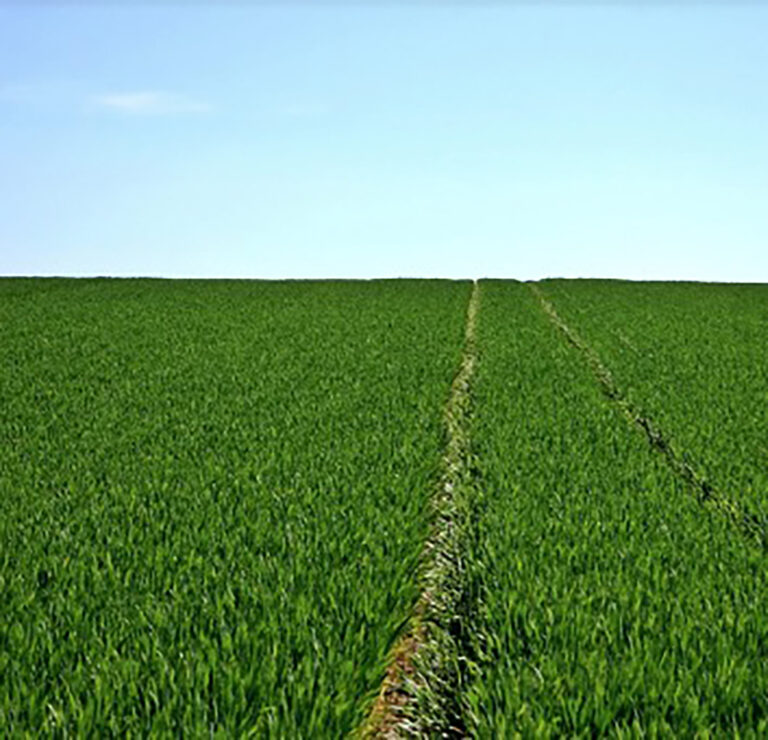 The new agriculture and developing emerging farmers: Harnessing the Fourth Industrial Revolution