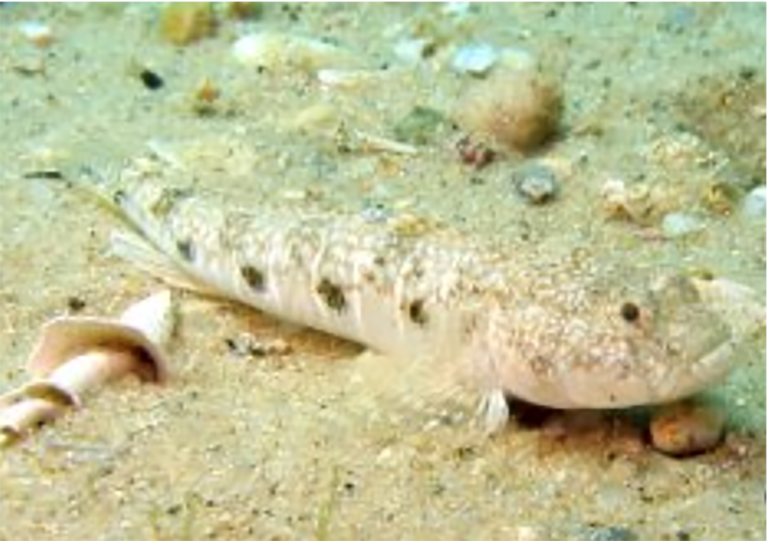 UJ international research collaboration: Differences in water temperature can create new marine species