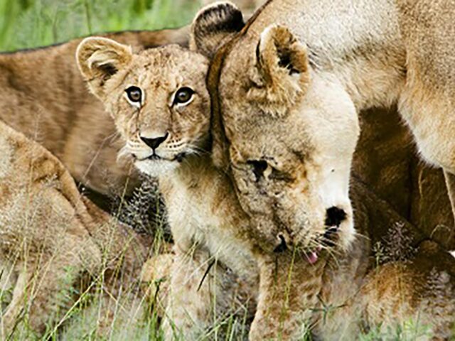 Portable DNA kit to combat wildlife crime in Africa, launched by iBOL, DEA, UJ