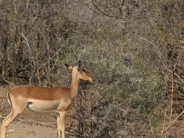 Mammals, Spiny Plants and the Savanna Story