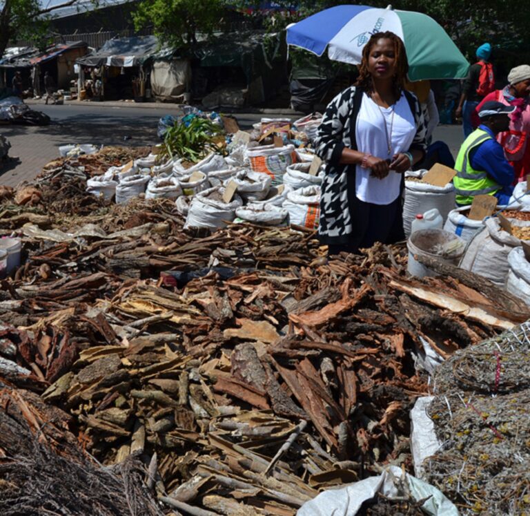 Study exposes illegal trade of cycad species at traditional medicine markets