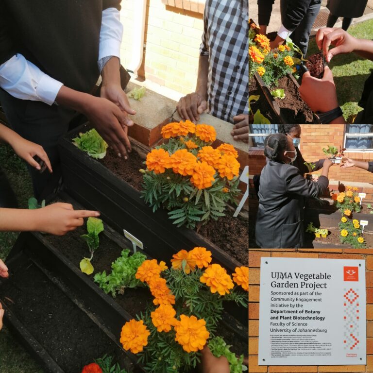UJ Botany Department Plants Vegetables with Grade 10/11 Learners