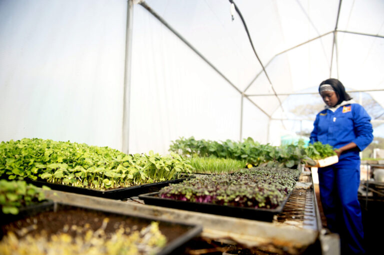 UJ’s Centre for Ecological Intelligence is leading sustainable food systems for the future