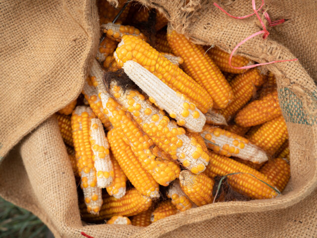 UJ scientists uncover widespread Mycotoxin risks and pioneer solutions to protect Africa’s food systems