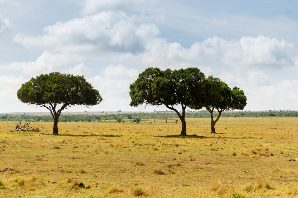 Open grassland with three umbrella-shaped trees under a partly cloudy blue sky.