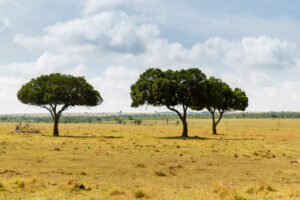 The Limpopo villagers keeping their mopane and marula trees standing