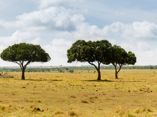 The Limpopo villagers keeping their mopane and marula trees standing