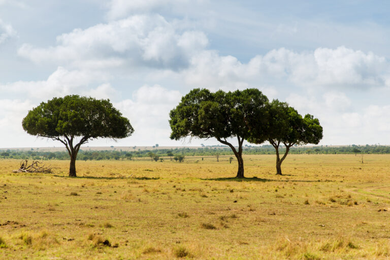 The Limpopo villagers keeping their mopane and marula trees standing