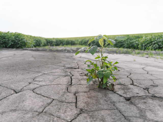 UJ scientists co-build global AI project to strengthen staple food resilience