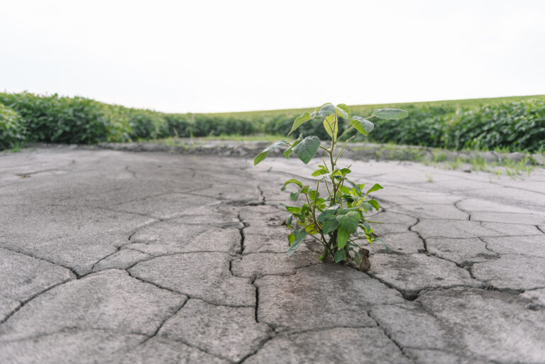 UJ scientists co-build global AI project to strengthen staple food resilience