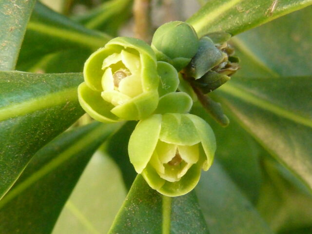 Traditional African medicine tree demonstrates complementary effects in blood sugar control