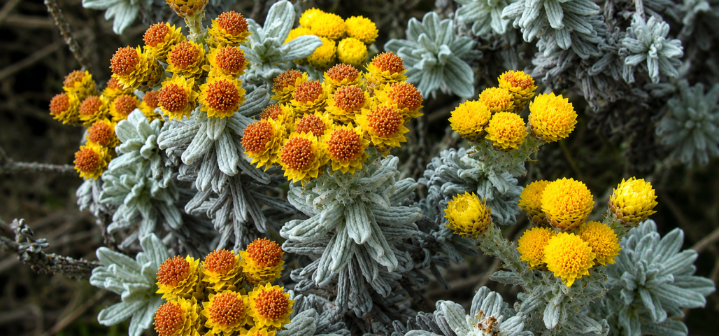 Helichrysum splendidum essential oil has promising antifungal and antioxidant properties. Credit: Dick Culbert at Wikimedia Commons.