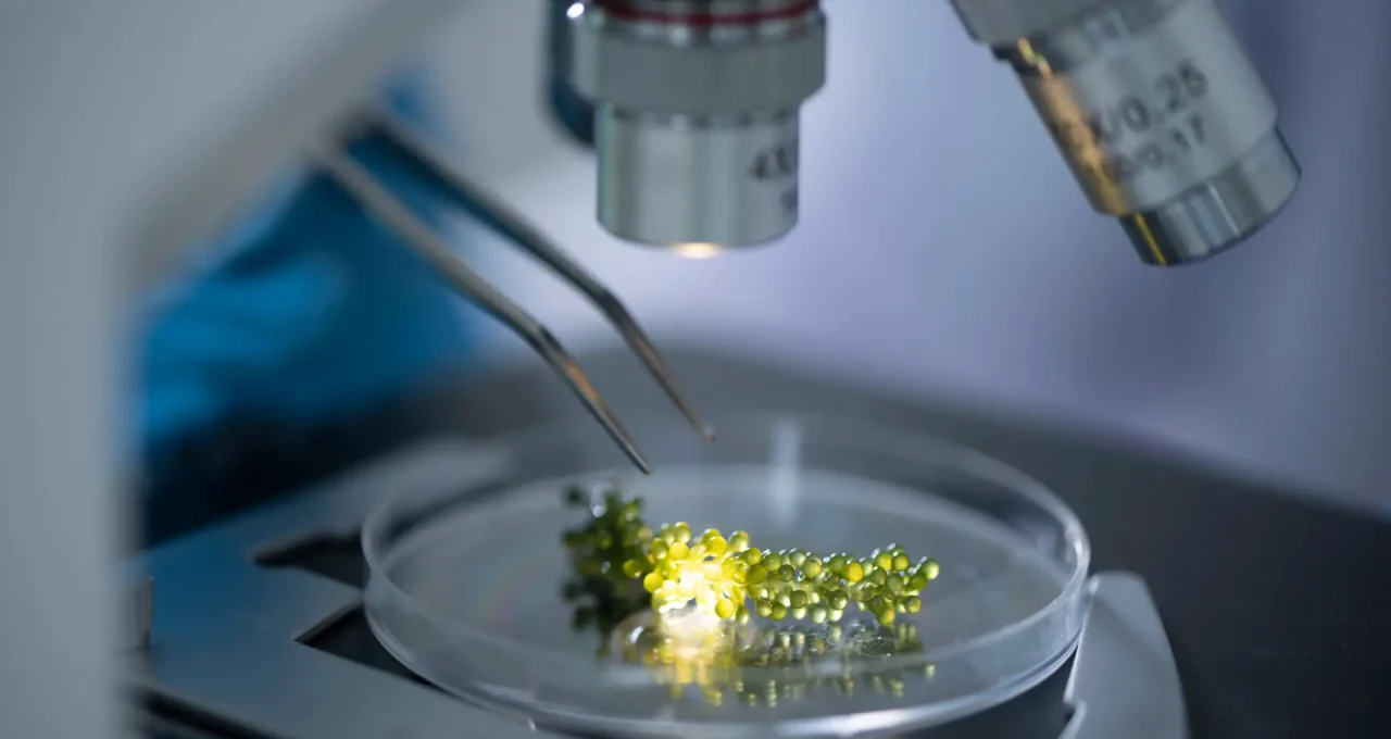 Close-up of a microscope with a clear petri dish containing a cluster of yellow‑green beads under the lens.